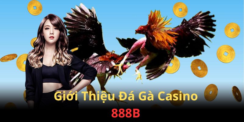 Giới thiệu đá gà Casino 888B